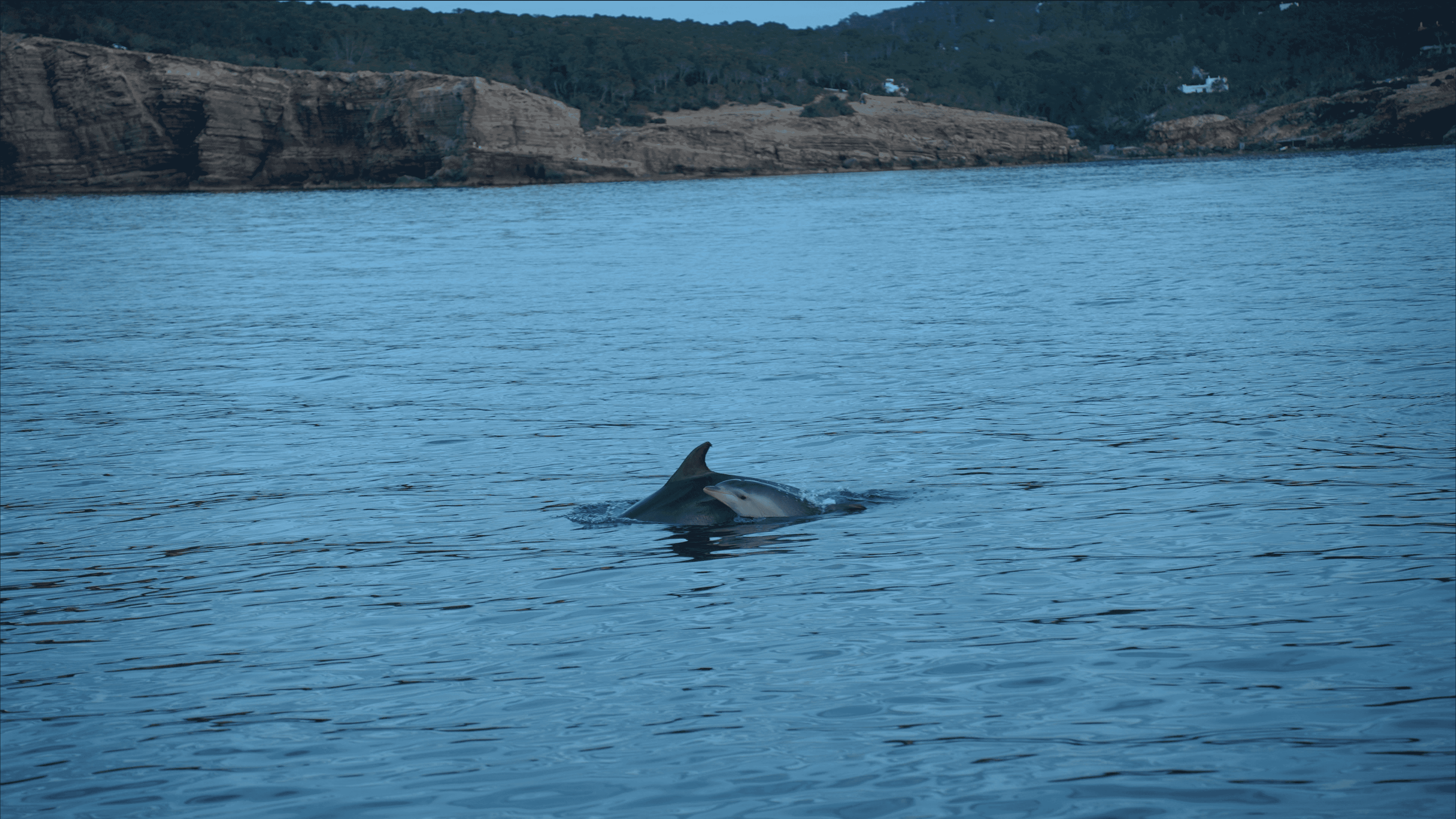 Foto de delfines nadando tomadas por Meet the Sea durate una salida en barco al atardecer en Ibiza