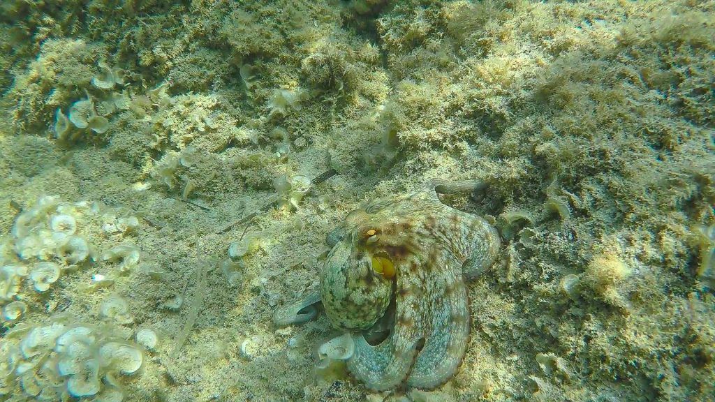 Meet the Sea - Pulpo