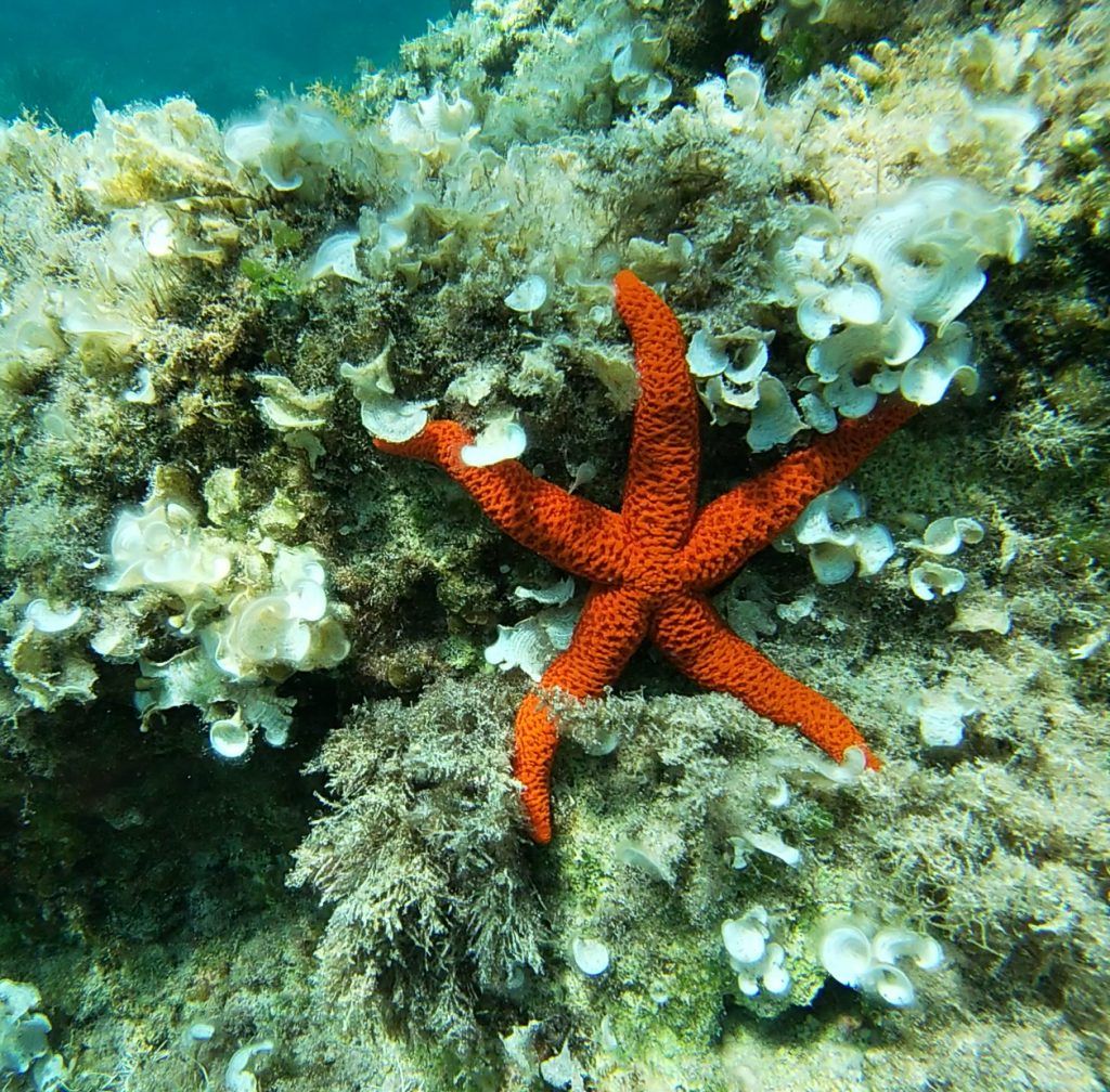 Meet the Sea - Especies