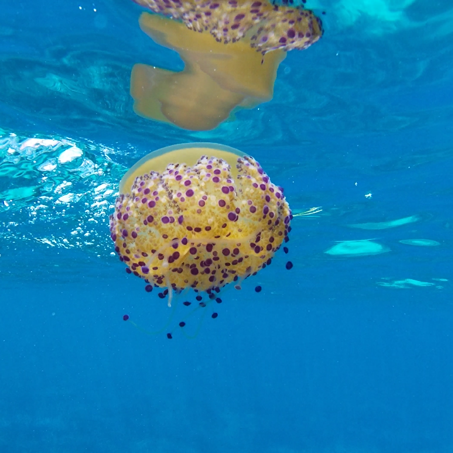 Imagen de la Cotylorhiza tuberculata o medusa huevo frito que a menudo encotramos en nuestros tours de esnorquel guiados en Meet the Sea en Ibiza