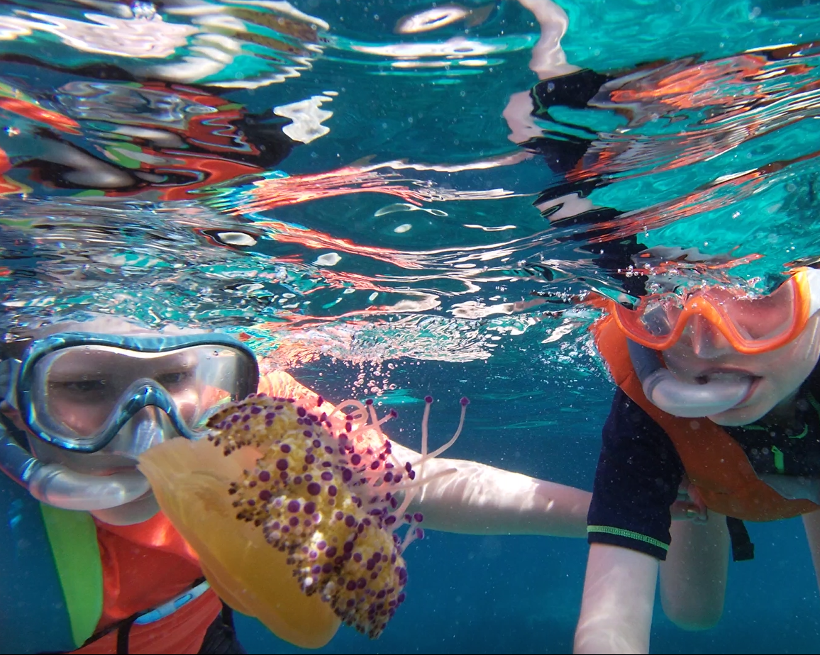 Dos niños hacen esnorquel y divisan bajo el agua una medusa huevo frito o Cotylorhiza tuberculata