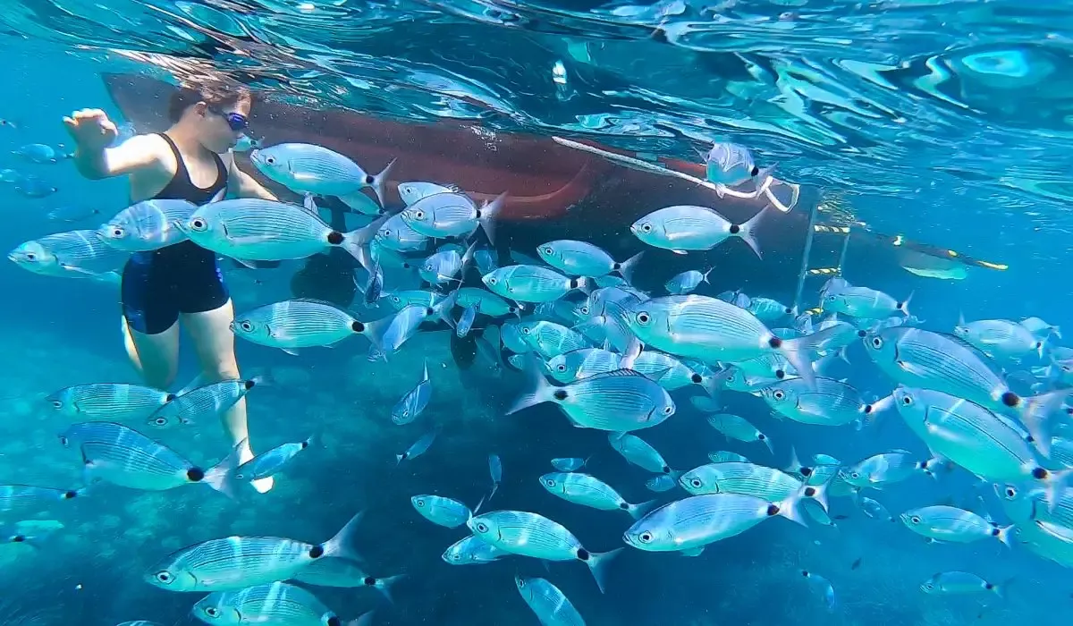 Meet the Sea Family Boat trip: Kid snorkelling