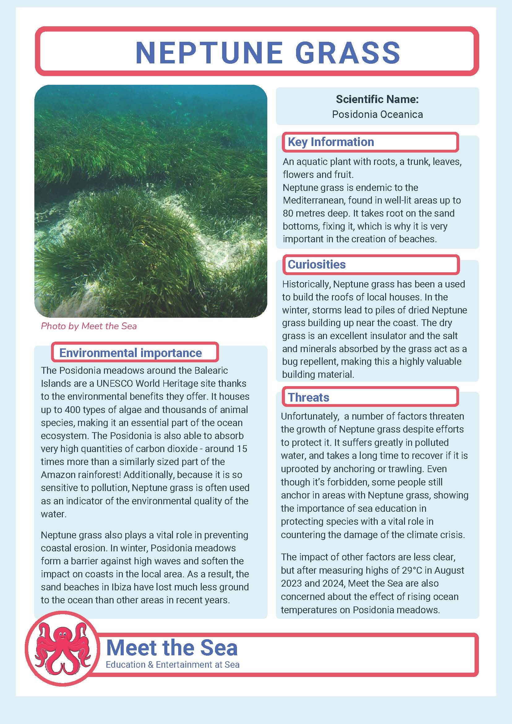Imagen del pdf de la Posidonia oceanica que en version ingles y español preside nuestra presentacion a bordo del Family baot trip o excursion familiar en barco de Meet the Sea