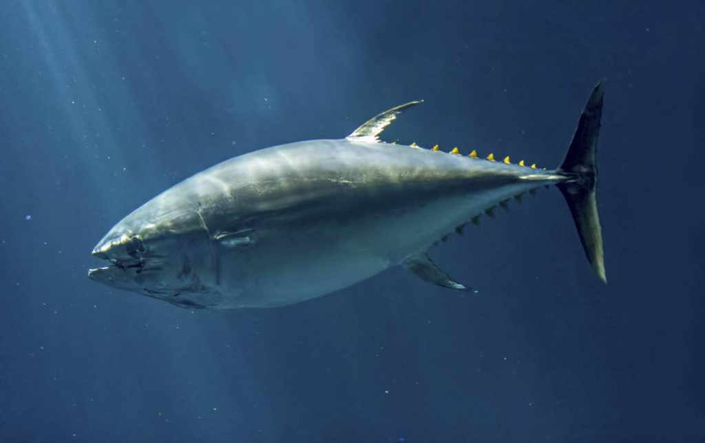 Read more about the article Bluefin tuna