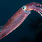 Read more about the article Squid