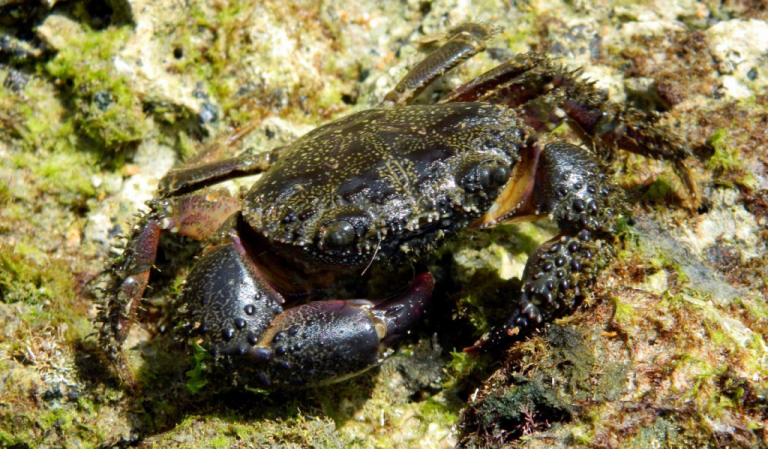 Read more about the article Warty crab