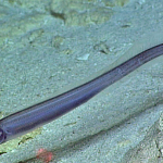 Read more about the article Conger eel
