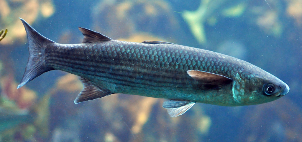 Read more about the article Grey mullet