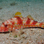 Read more about the article Red mullet