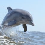 You are currently viewing Bottlenose dolphin