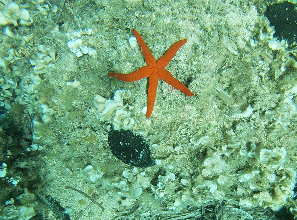 Read more about the article Mediterranean red sea star