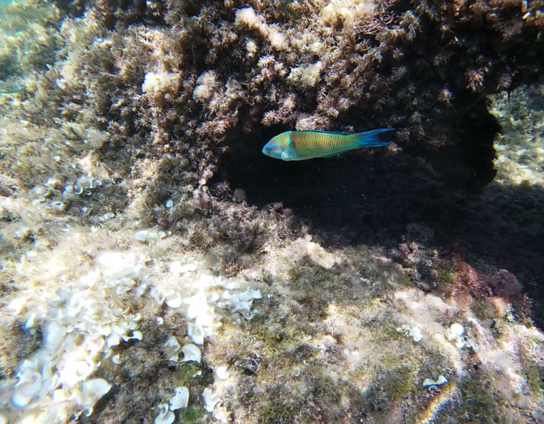 Read more about the article Ornate wrasse