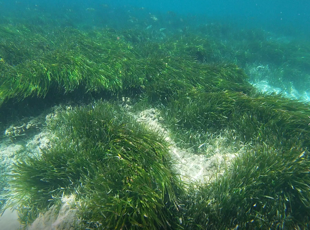 You are currently viewing Posidonia under threat
