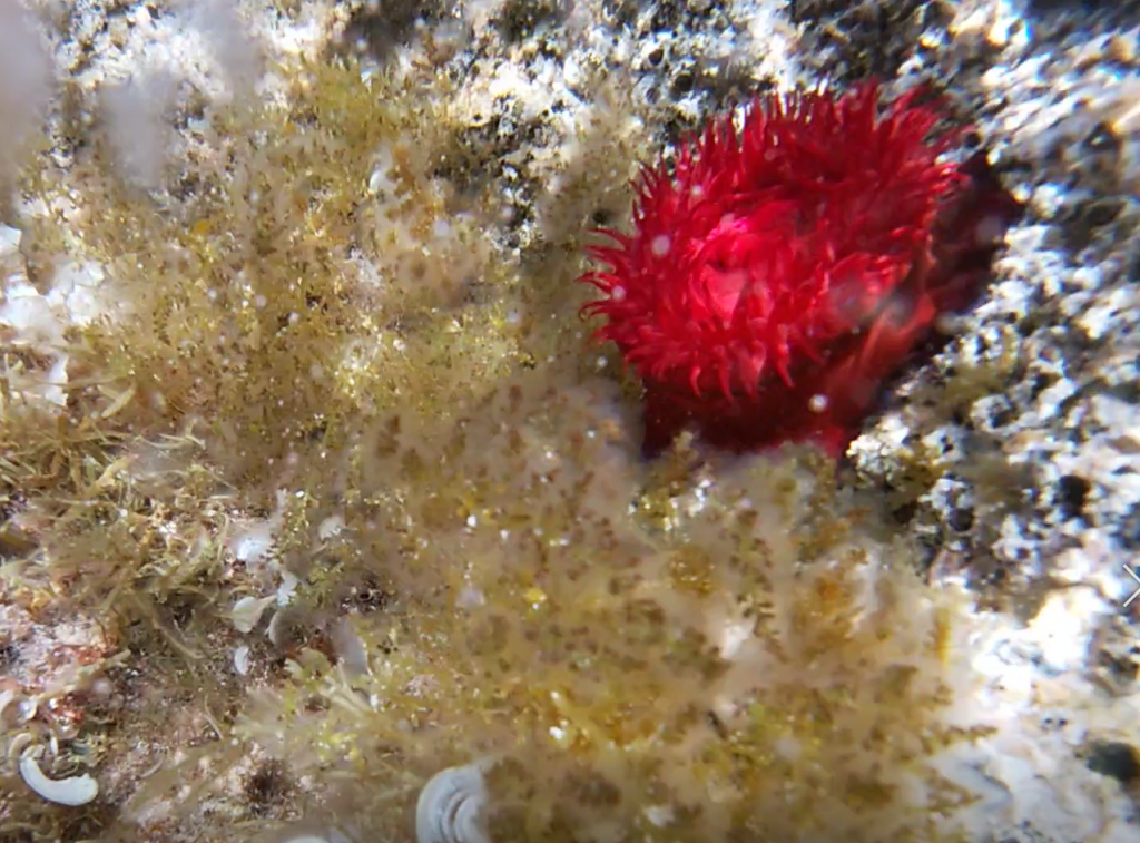 Read more about the article Beadlet anemone