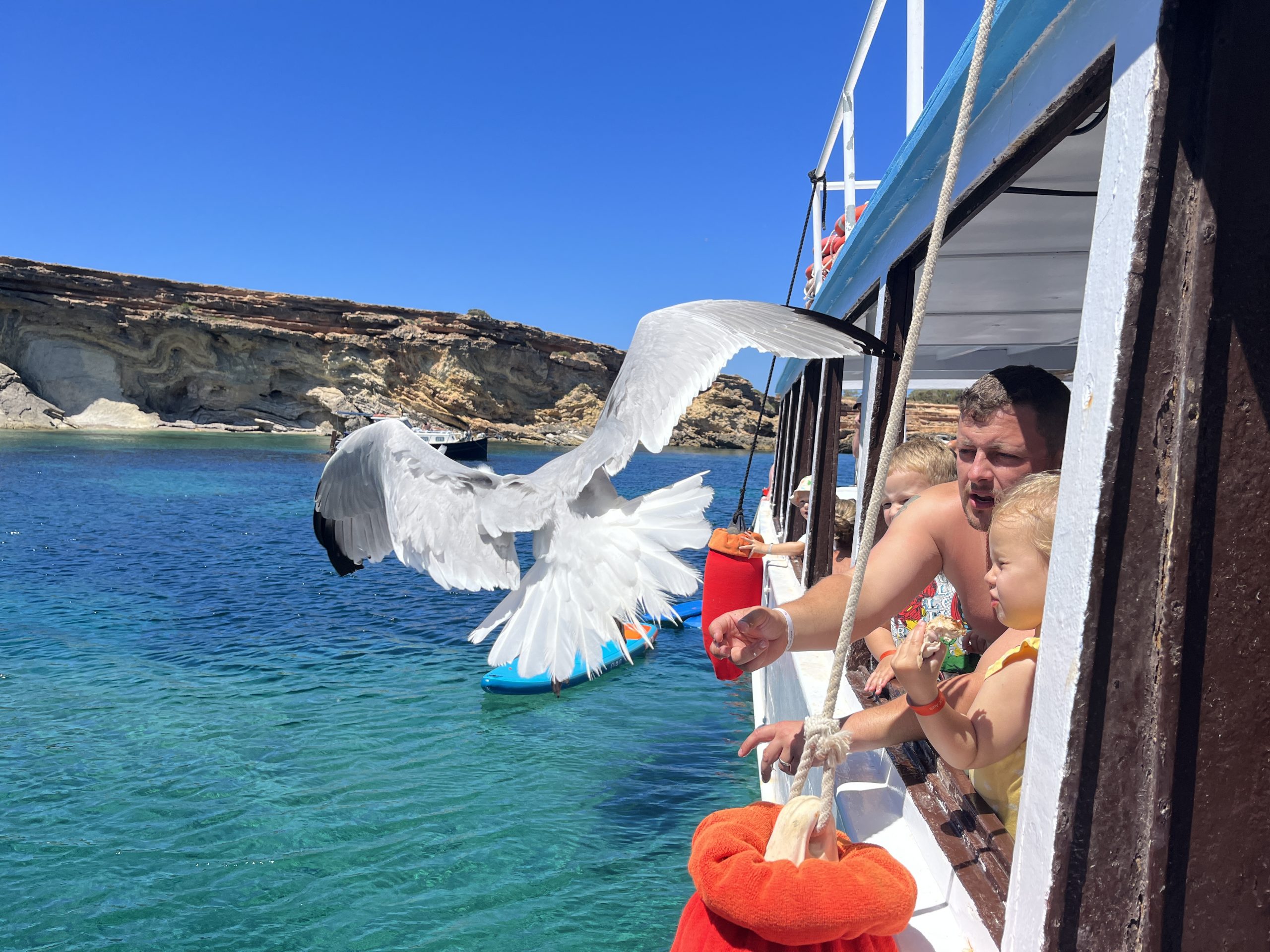 Meet the Sea boat passengers welcoming a seagull
